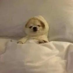 Haz